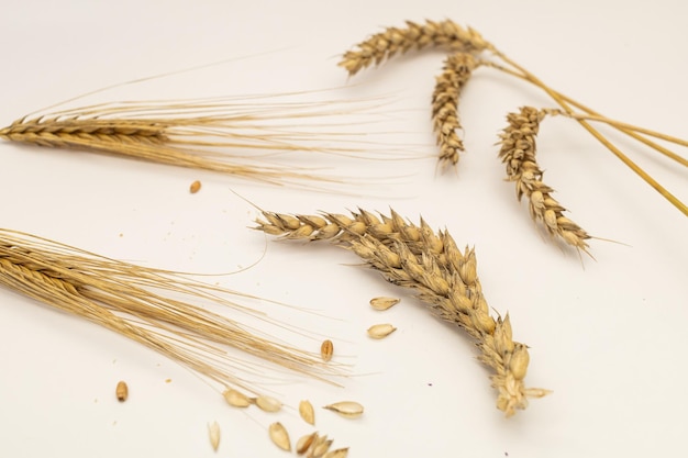 白い背景の小麦の小穂に穀物や穀物