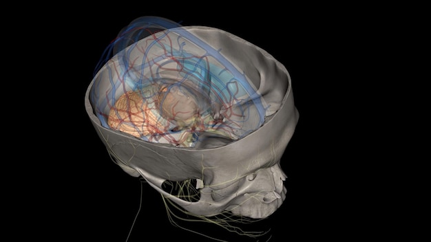 The cerebellum is a major feature of the hindbrain of all vertebrates