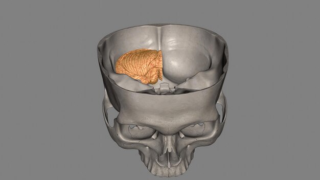 The cerebellum is a major feature of the hindbrain of all vertebrates