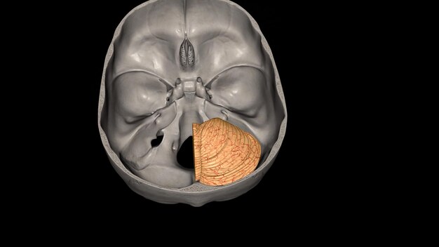 Photo the cerebellum is a major feature of the hindbrain of all vertebrates