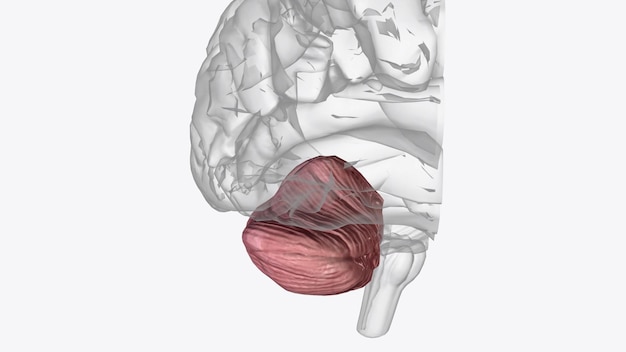 The cerebellum is a major feature of the hindbrain of all vertebrates