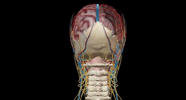 Фото Мозговая циркуляция - это движение крови через сеть мозговых артерий и вен, снабжающих мозг