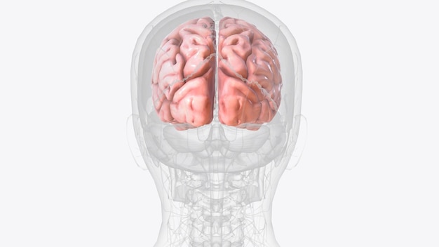 Photo the cerebral cortex also known as the cerebral mantle is the outer layer of neural tissue of the cerebrum of the brain in humans