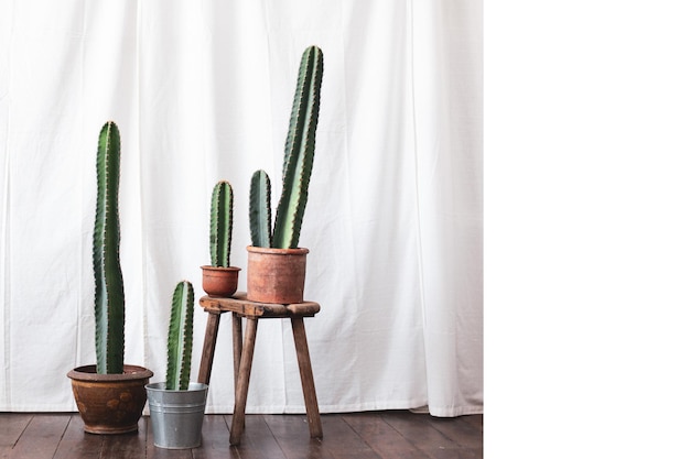 Photo cereus cactus plant on the window sill with a white curtain background