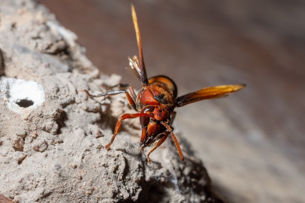 Ceriana wasp macro is nesting