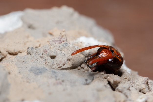 Ceriana wasp macro nestelt