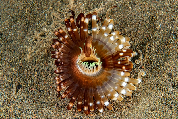 Foto ceriantus, verme dei fiori marini sottomarini in indonesia