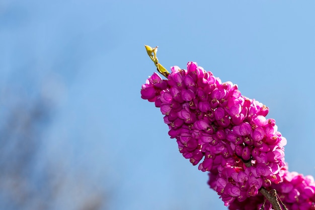 Photo cerisi chinensis known as chinese red bud purple flower on the branch of a bush