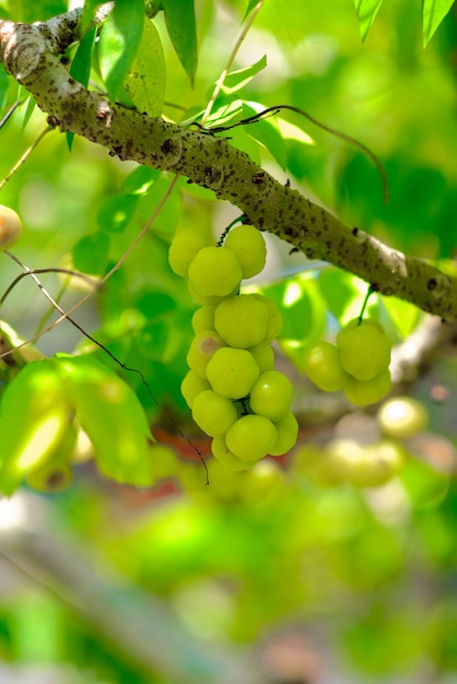 Photo cermai phyllanthus acidus fruit on the tree otaheite gooseberry fruitselection focusing