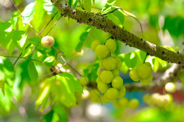 Photo cermai phyllanthus acidus fruit on the tree otaheite gooseberry fruitselection focusing