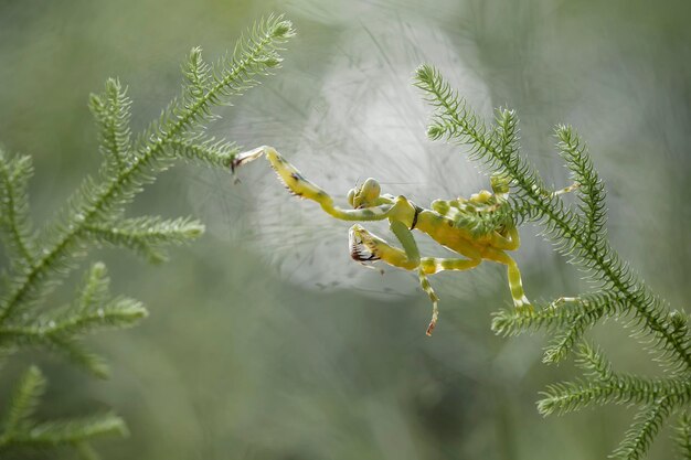 Foto cerobroter gemmatus op unieke planten.