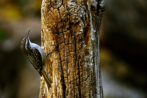 Certhia brachydactyla - De gewone of Europese hopper is een soort van vogel in de familie Certhiidae.