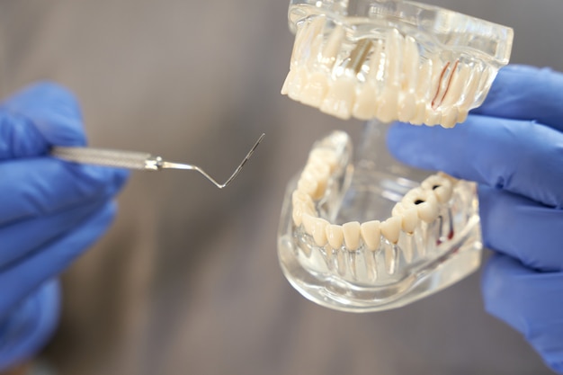 Certified dentist posing with replica of teeth and dental pick