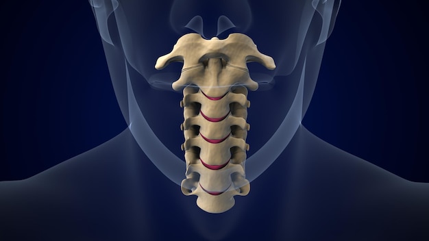 Photo cervical vertebrae of spinal cord vertebral column of human skeleton system anatomy 3d illustration