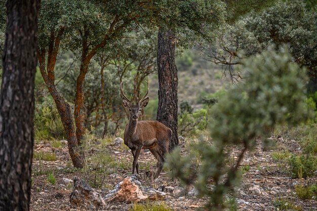 Cervus elaphus обыкновенный олень, также называемый европейским оленем благородным оленем.