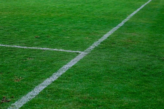 Cesped o gras de estadio en plano detalle