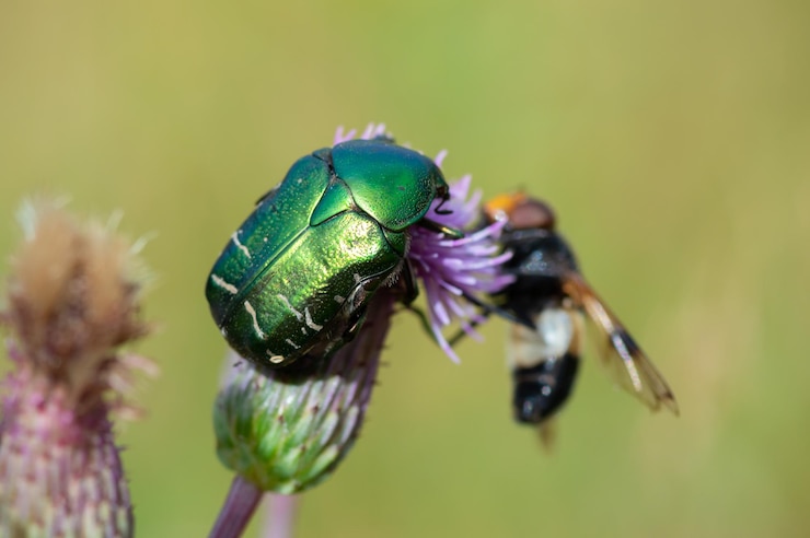Фотография золотой жук cetonia aurata на цветке