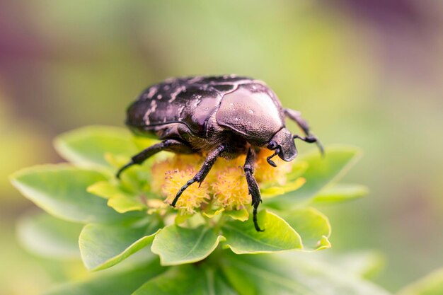 Золотой жук Cetonia aurata на цветках молочая Красота природы