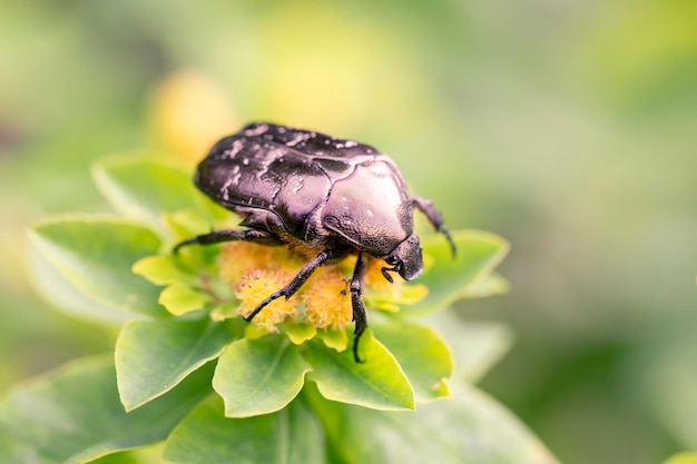 Золотой жук Cetonia aurata на цветках молочая Красота природы