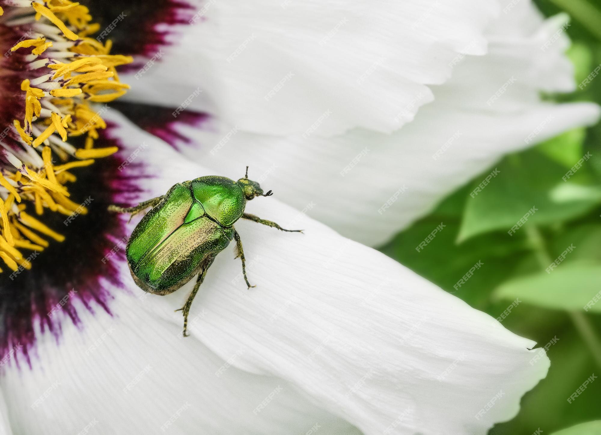 Beweren Isaac zij is Cetonia aurata gouden kever op witte pioenrozen bloem | Premium Foto