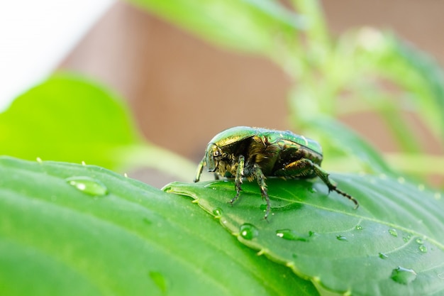 Cetonia aurataの緑の葉