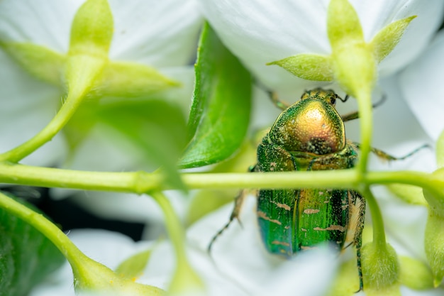 Cetoniinae сидит на цветке жасмина