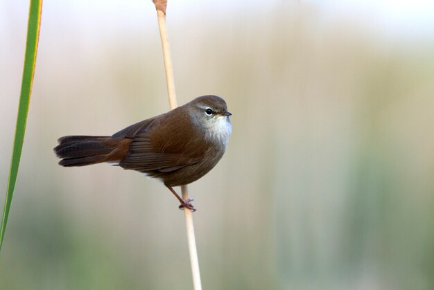 Cetti's grasmus, vogels, zangvogels, wetland, Cettia cetti