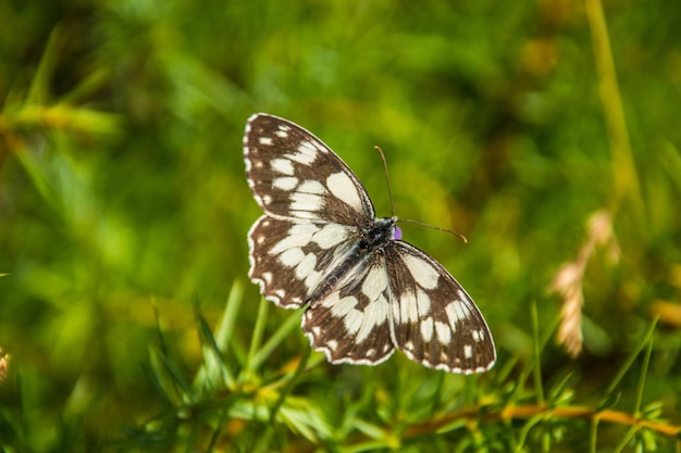 Cevennen nationaal park