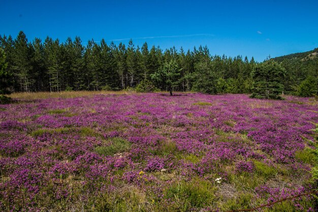 Cevennen nationaal park