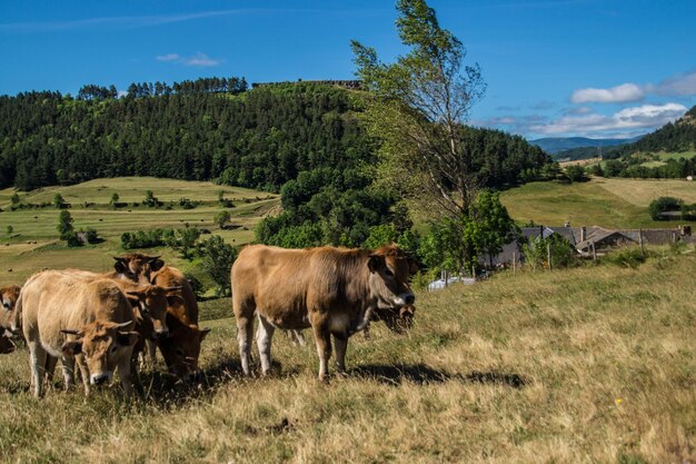 Cevennes national park