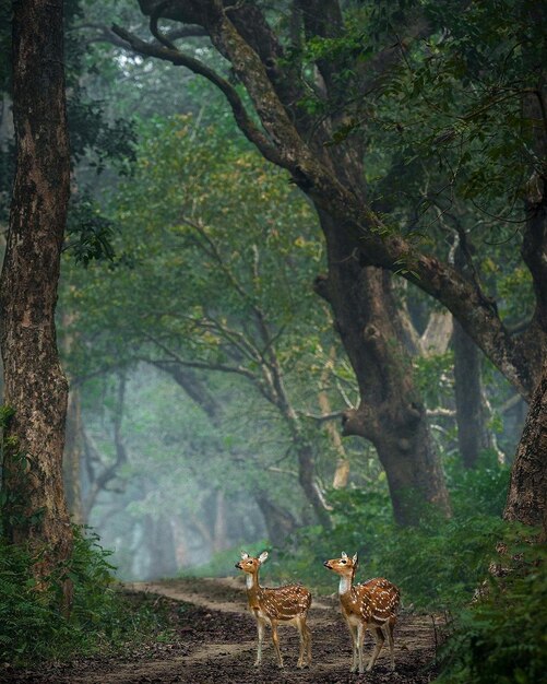 Ceylon Spotted Deer