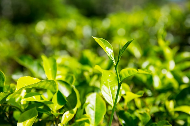 Кусты цейлонского чая, зеленые плантации Шри-Ланки