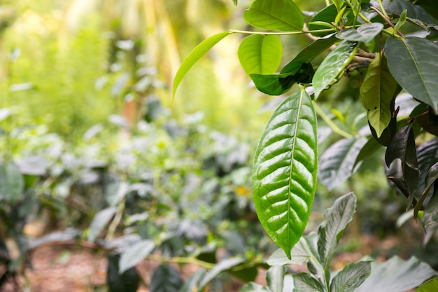 Ceylon tea green leaves closeup view, plantations of sri lanka. harvest fields