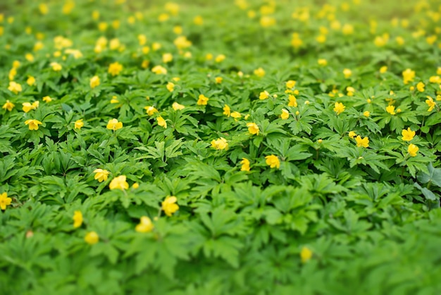 cgreen glade met gele bloemen in het bos