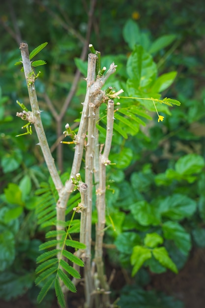 (cha-om),Acacia pennata vegetables in garden