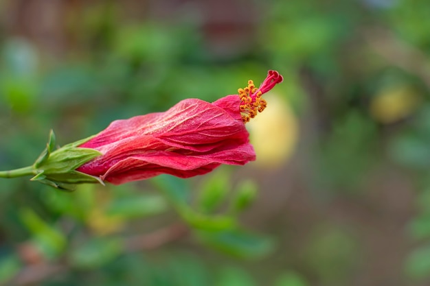 写真 chabaまたはhibiscus rosa sinensisまたは誰かが靴の花を呼ぶ