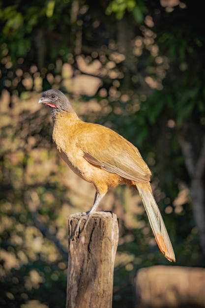 chachalaca o cocrico