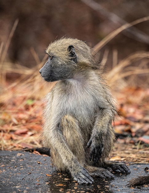 Chacmabaviaan Papio Ursinus in het Kruger National Park Zuid-Afrika