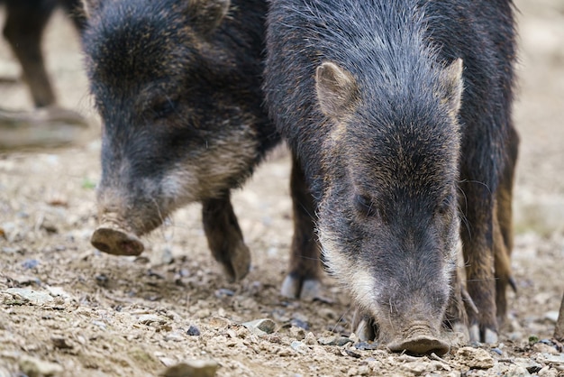 Chacoan peccary Catagonus wagneri also known as the tagua