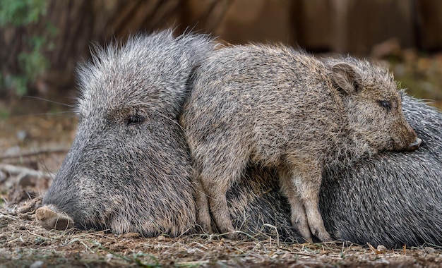 Chacoan Peccary