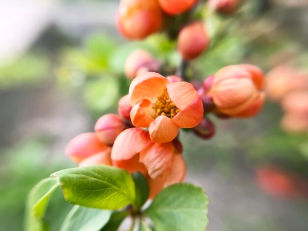 사진 카이노멜 (chaenomeles) - 일본 스 (quince) 꽃