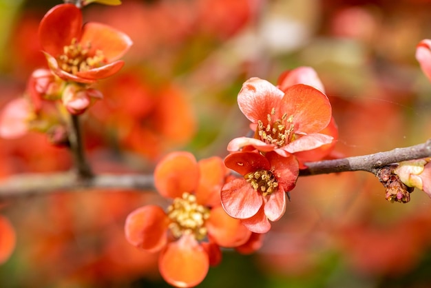 Foto chaenomeles japonica quince giapponese