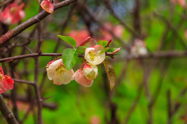 꽃이 피는 <unk> (Chaenomeles speciosa) 중국 <unk> 또는 일본 <unk>