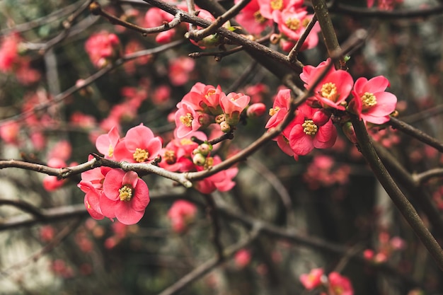 Chaenomeles speciosa 春に咲くピンクの花のクローズ アップの選択と集中