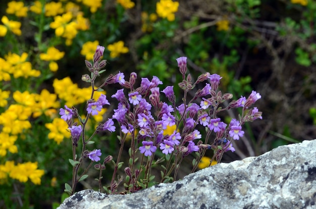 Chaenorhinum origanifolium bloemen groeien op rotsen