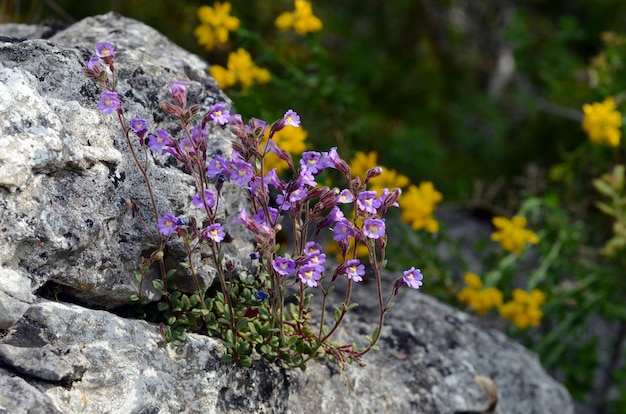 Chaenorhinum origanifolium bloemen groeien op rotsen