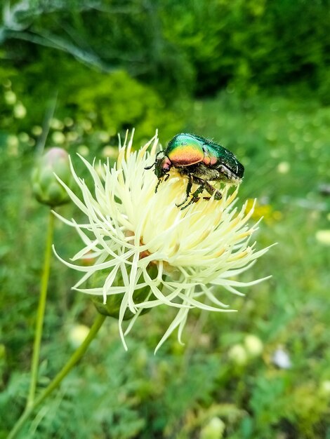 外の花の上に座っているコガネムシ色のカブトムシ