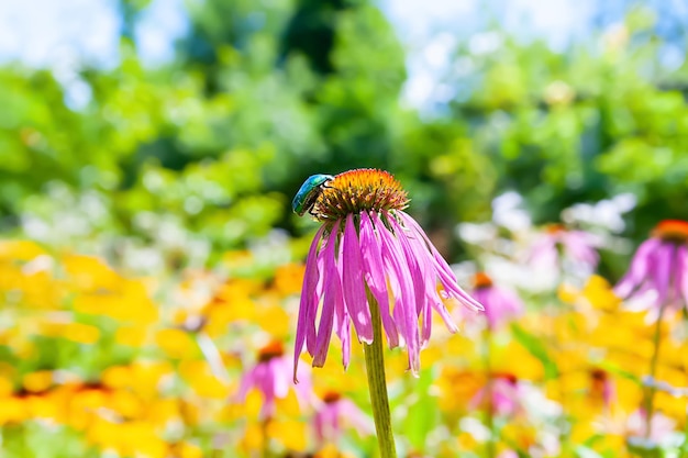 Chafer on an echinacea flower blooming flowers in the meadow floral wallpaper