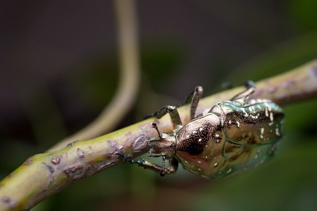 Chafer in de natuur