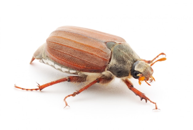 Chafer isolated isolated